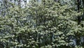 Dogwood Tree in Full Bloom Royalty Free Stock Photo