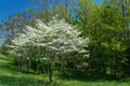 Dogwood Tree in Full Bloom Royalty Free Stock Photo