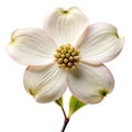 Dogwood tree isolated on transparent background Royalty Free Stock Photo