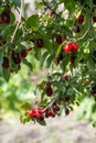 Dogwood tree with many ripe red Houndberries