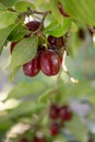 Dogwood tree with many ripe red Houndberries