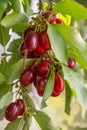 Dogwood tree with many ripe red Houndberries