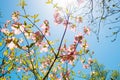 Dogwood tree pink blossom at springtime in park. Spring natural background Royalty Free Stock Photo
