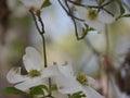 Dogwood Tree with several Blooms