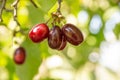 Dogwood tree with several ripe red Houndberries