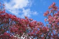 Dogwood tree with showy and bright pink biscuit-shaped flowers and green leaves on blue sky with clouds background Royalty Free Stock Photo