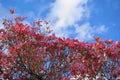 Dogwood tree with showy and bright pink biscuit-shaped flowers and green leaves on blue sky with clouds background Royalty Free Stock Photo