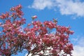 Dogwood tree with showy and bright pink biscuit-shaped flowers and green leaves on blue sky with clouds background Royalty Free Stock Photo