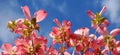 Dogwood tree with showy and bright pink biscuit-shaped flowers and green leaves on blue sky with clouds background Royalty Free Stock Photo