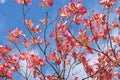 Dogwood tree with showy and bright pink biscuit-shaped flowers and green leaves on blue sky with clouds background Royalty Free Stock Photo