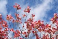 Dogwood tree with showy and bright pink biscuit-shaped flowers and green leaves on blue sky with clouds background Royalty Free Stock Photo