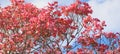 Dogwood tree with showy and bright pink biscuit-shaped flowers and green leaves on blue sky with clouds background Royalty Free Stock Photo