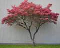 Dogwood tree with showy and bright pink biscuit-shaped flowers and green leaves on white wood background