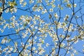 Dogwood tree white blossom at springtime in park. Spring natural background Royalty Free Stock Photo