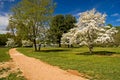 Dogwood Trees in Bloom