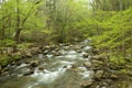 Dogwood trees in bloom in The Great Smoky Mountains. Royalty Free Stock Photo