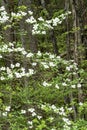 Dogwood Trees bloom in a green forest in the Smokies.