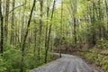 Dogwood Trees bloom in a green forest in the Smokies.