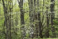 Dogwood Trees bloom in a green forest in the Smokies. Royalty Free Stock Photo