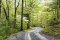 Dogwood Trees bloom in a green forest in the Smokies. Royalty Free Stock Photo