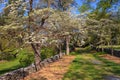 Dogwood Trees and Dry Stone Walls