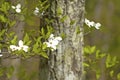 Dogwood trees and new spring growth. Royalty Free Stock Photo