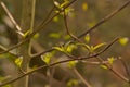 dogwood twigs with young sprouting leafs - cornus