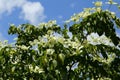 Dogwood Royalty Free Stock Photo