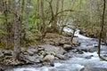 Dogwoods blooming in the landscape of the Smokies.