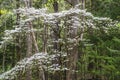 Dogwoods blooming in the Great Smoky Mounains.