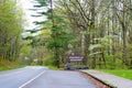 Dogwoods blooming in the landscape of the Smokies.