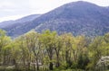 Dogwoods blooming with new growth in the Great Smoky Mounains.