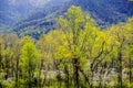 Dogwoods blooming with new growth in the Great Smoky Mounains.