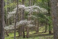 Dogwoods blooming with new growth in the Great Smoky Mounains.