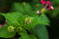 Dogwoods flower with water rain drops