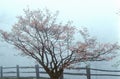 Dogwoods and split rail fence in spring fog, Monticello, Charlottesville, VA