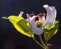 Dogwood Blossom 2