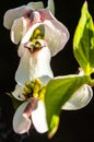 Dogwood Blossom 4