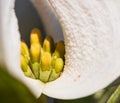 Dogwood Blossom 6