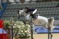 Action from the CHI Al Shaqab 2013 Royalty Free Stock Photo