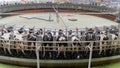 Doha, Qatar- March 03,2022 : Multiple cows at smart milking machine at a dairy farm