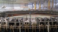 Doha, Qatar- March 03,2022 : Multiple cows at smart milking machine at a dairy farm