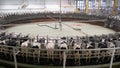 Doha, Qatar- March 03,2022 : Multiple cows at smart milking machine at a dairy farm