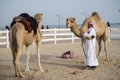 Traditional riding equipment on a camel.