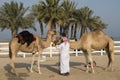 Traditional riding equipment on a camel.