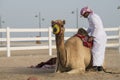 Traditional riding equipment on a camel.