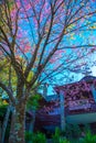 Doi Pha Tang palace with cherry blossom tree