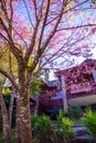 Doi Pha Tang palace with cherry blossom tree