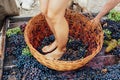 Doing wine ritual,Female feet crushing ripe grapes in a bucket to make wine after harvesting grapes Royalty Free Stock Photo