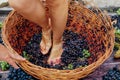 Doing wine ritual,Female feet crushing ripe grapes in a bucket to make wine after harvesting grapes Royalty Free Stock Photo